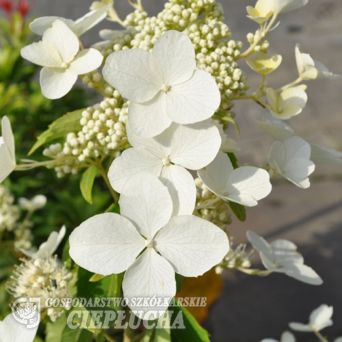 Hydrangea paniculata 'Levana' PBR - Panicle hydrangea - Hydrangea paniculata  'Levana'