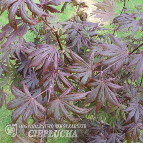 Acer palmatum 'Trompenburg' - Japanese maple - Acer palmatum 'Trompenburg'