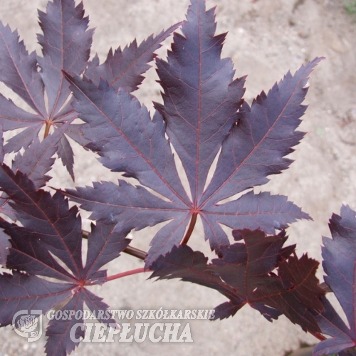 Acer palmatum 'Atropurpureum' - Japanese maple - Acer palmatum 'Atropurpureum'