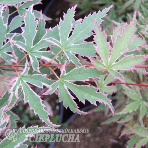 Acer palmatum 'Butterfly'- Fächer-Ahorn - Acer palmatum 'Butterfly'