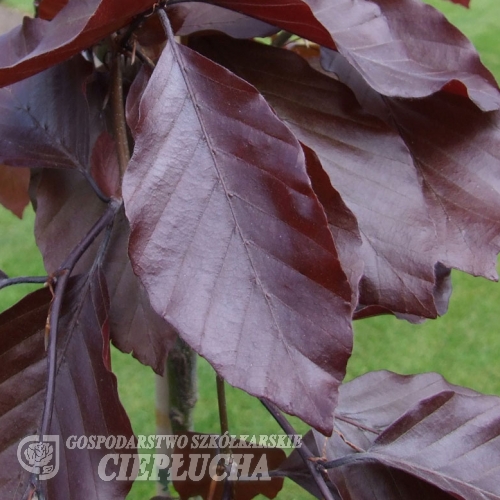 Fagus sylvatica 'Black Swan' - European Beech - Fagus sylvatica  'Black Swan'