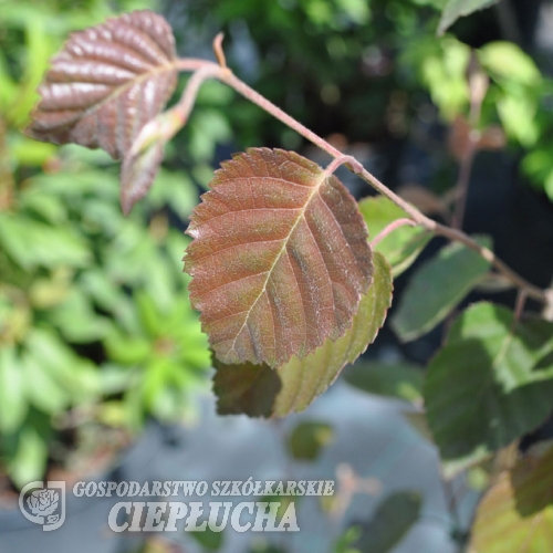 Betula pendula 'Youngii' - brzoza brodawkowata - Betula pendula 'Youngii'