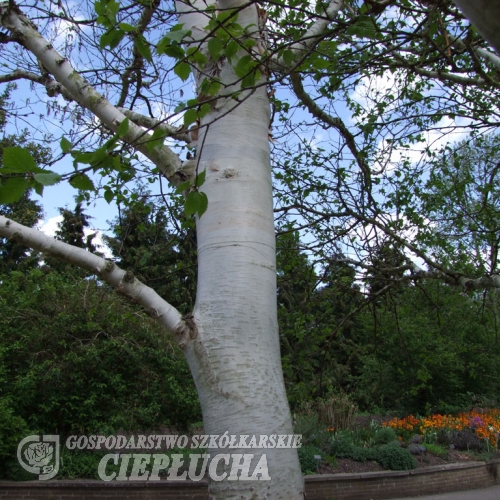 Betula utilis var. jacquemontii - brzoza pożyteczna ; brzoza himalajska - Betula utilis var. jacquemontii