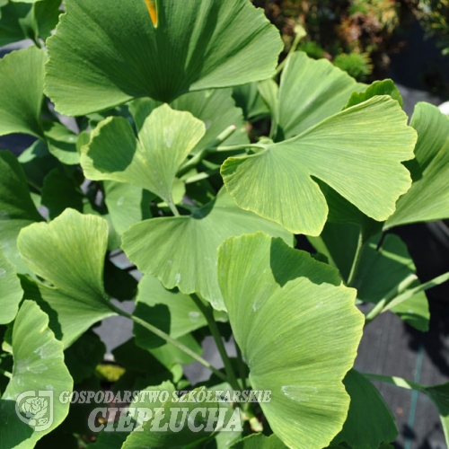 Ginkgo biloba 'Troll' - Ginkgo Tree ; maidenhair tree - Ginkgo biloba 'Troll'