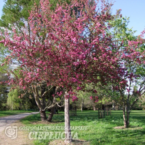 Malus 'Royalty' -  Crabapple ; ornamental apple - Malus 'Royalty'