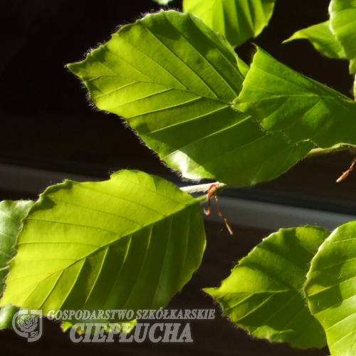 Fagus sylvatica 'Zlatia' - buk pospolity - Fagus sylvatica 'Zlatia'