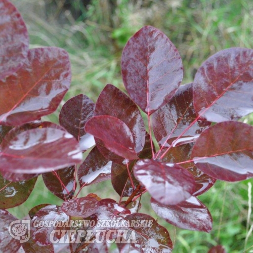 Cotinus coggygria 'Purpureus' - Smoketree - Cotinus coggygria 'Purpureus'