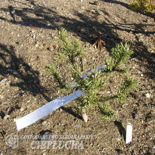 Pinus mugo 'Kissen' - kosodrzewina - Pinus mugo 'Kissen'