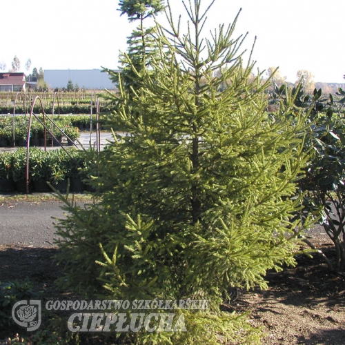 Picea obovata - świerk syberyjski - Picea obovata
