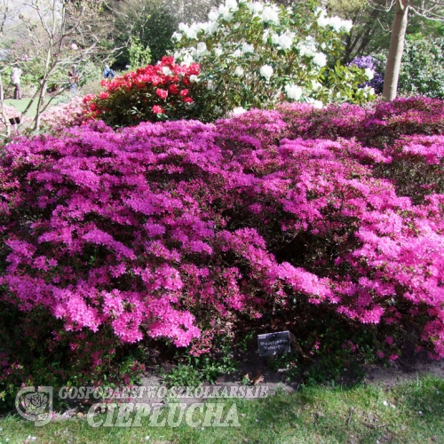 Hatsugiri -Японскaя aзалия - Hatsugiri - Rhododendron