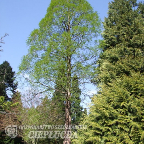 Metasequoia glyptostroboides - Chinesisches Rotholz- Urweltmammutbaum - Metasequoia glyptostroboides