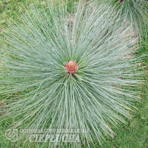 Pinus montezumae  - sosna Montezumy - Pinus montezumae