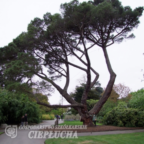 Pinus pinea - sosna pinia - Pinus pinea