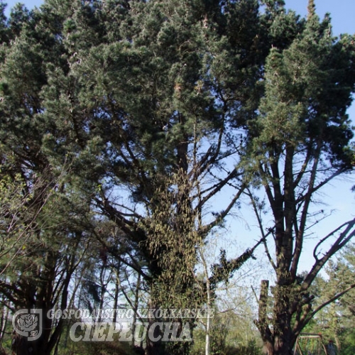 Pinus radiata -  sosna kalifornijska - Pinus radiata