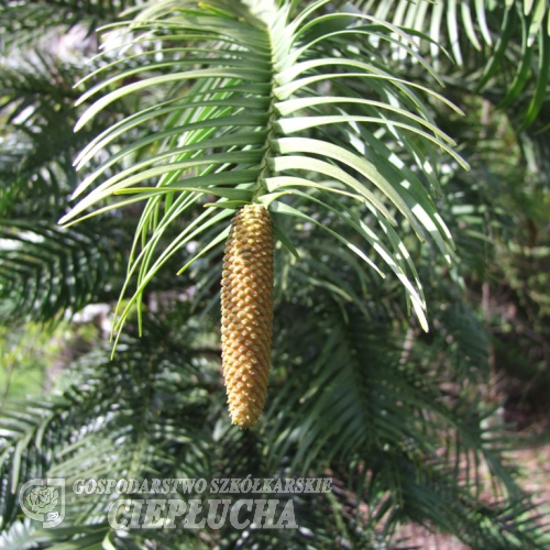 Воллемия благородная - Wollemia nobilis