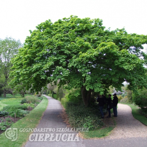 Acer davidii ssp. grosseri - Клен Давида - Acer davidii ssp. grosseri