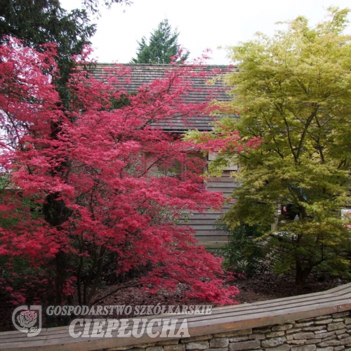 Acer palmatum   'Shin-deshojo'-Клён дланеви́дный - Acer palmatum   'Shin-deshojo'