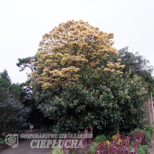 Acer pseudoplatanus 'Brilliantissimum' - klon jawor - Acer pseudoplatanus  'Brilliantissimum'