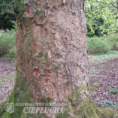 Aesculus indica -Каштан конский индийский - Aesculus indica