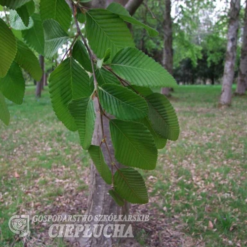 Nothofagus nervosa -Нотофагус жилковый - Nothofagus nervosa   ; Nothofagus procera