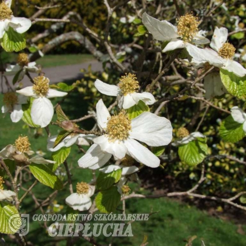 Parrotiopsis jacquemontiana -Пароциопсис Жакмона - Parrotiopsis jacquemontiana  ; Fothergilla involucrata ; Parrotia jacquemontiana