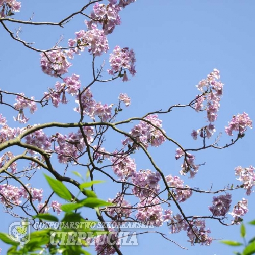 Paulownia tomentosa Lilacina  -Пауловния лиловая - ; Paulownia tomentosa Lilacina  ; Paulownia lilacina  ; Paulownia fargesii