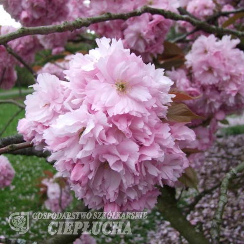 Prunus serrulata 'Kanzan' - Japanese Flowering Cherry - Prunus serrulata 'Kanzan'