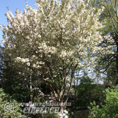 Prunus serrulata-Ви́шня мелкопи́льчатая ; черёмуха мелкопильчатая - Prunus serrulata  'Ukon'