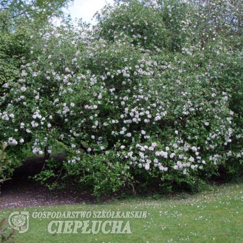 Viburnum  x burkwoodii Anne Russell -Калина Барквуда - Viburnum x  burkwoodii  Anne Russell