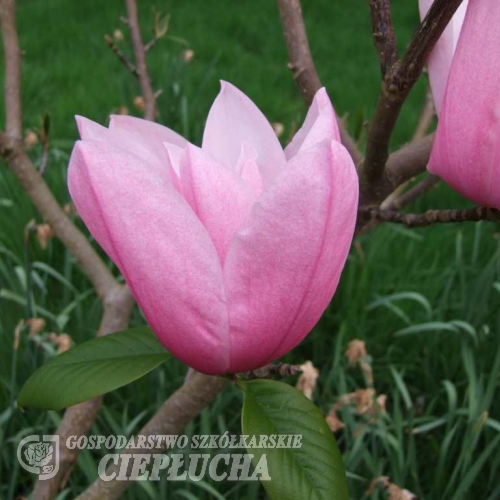 Star Wars - magnolia - Magnolia Star Wars   (magnolia campbellii  x magnolia liliflora)