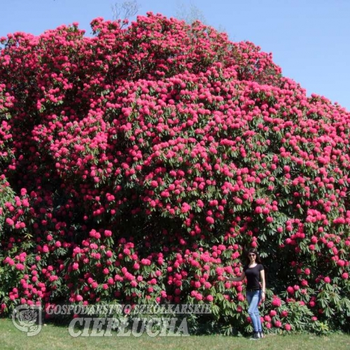 Cynthia   - Рододендрон гибридный - Cynthia   - Rhododendron hybridum
