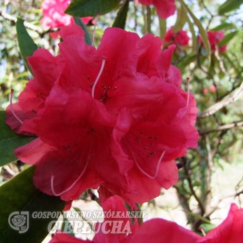 Horsham   - Рододендрон гибридный - Horsham  - Rhododendron hybridum