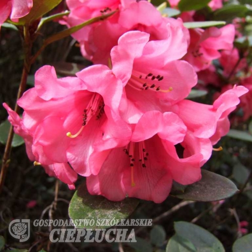 Humming Bird   - Рододендрон гибридный - Humming Bird  - Rhododendron hybridum