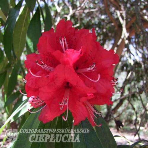Ivery's Scarlet   - Рододендрон гибридный - Ivery's Scarlet  - Rhododendron hybridum