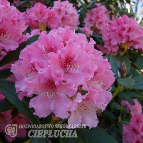Jacksonii - Рододендрон гибридный - Jacksonii - Rhododendron hybridum
