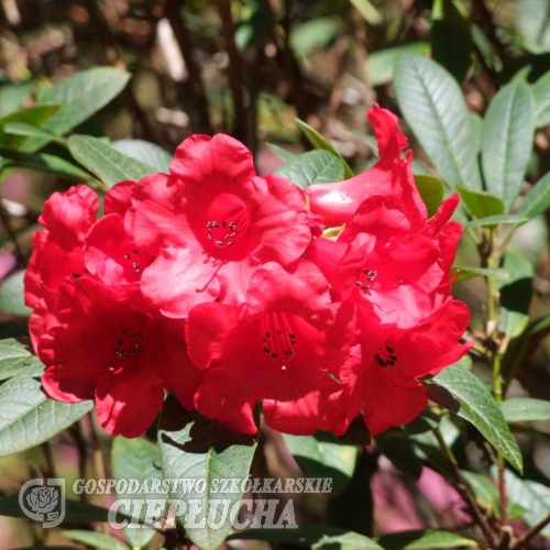 Creeping Jenny  - Рододендрон гибридный - Creeping Jenny - Rhododendron hybridum  ; R. griersonianum x  R. forrestii