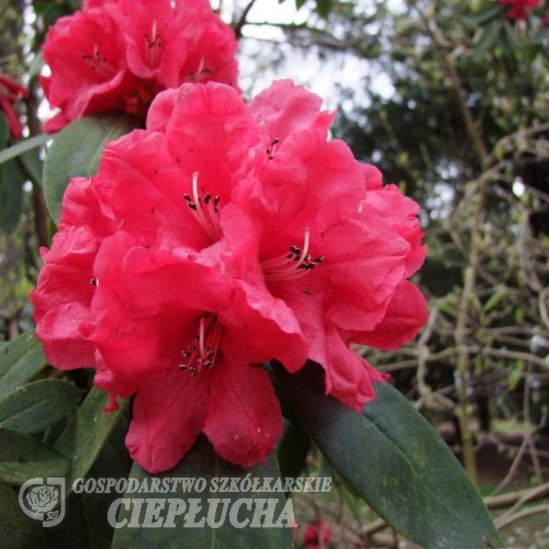 Melissa- Рододендрон гибридный - Melissa- Rhododendron hybridum