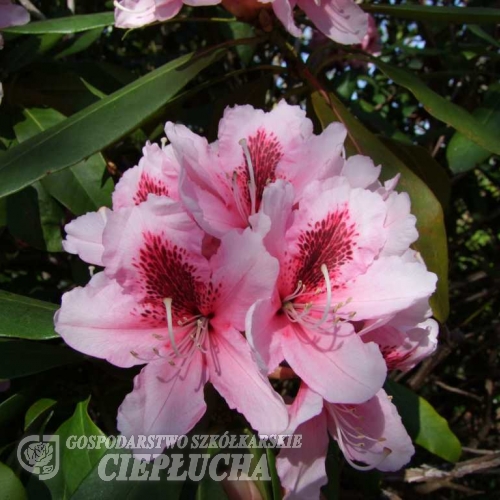 Mrs G. W. Leak- Рододендрон гибридный - Mrs G. W. Leak- Rhododendron hybridum