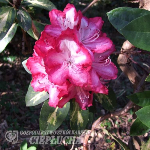 President Roosvelt- Рододендрон гибридный - President Roosvelt - Rhododendron hybridum
