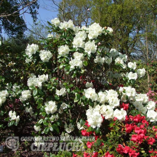 Rothenburg- Рододендрон гибридный - Rothenburg - Rhododendron hybridum