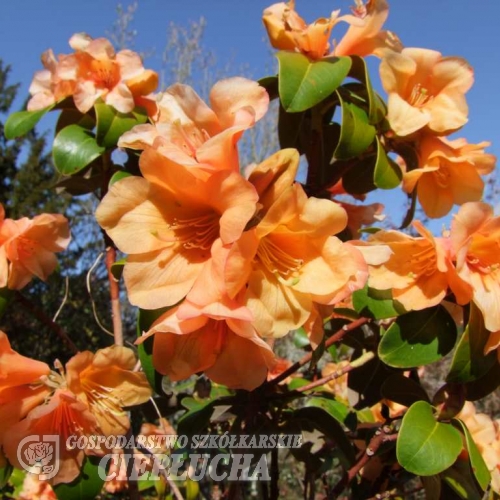 Trewithen Orange- Рододендрон гибридный - Trewithen Orange - Rhododendron hybridum
