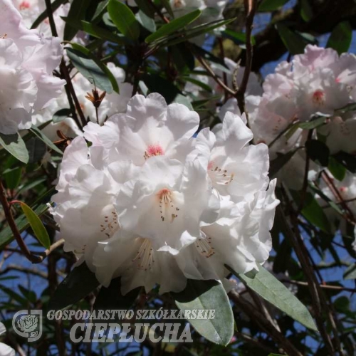 White Glory - Рододендрон гибридный - White Glory  - Rhododendron hybridum