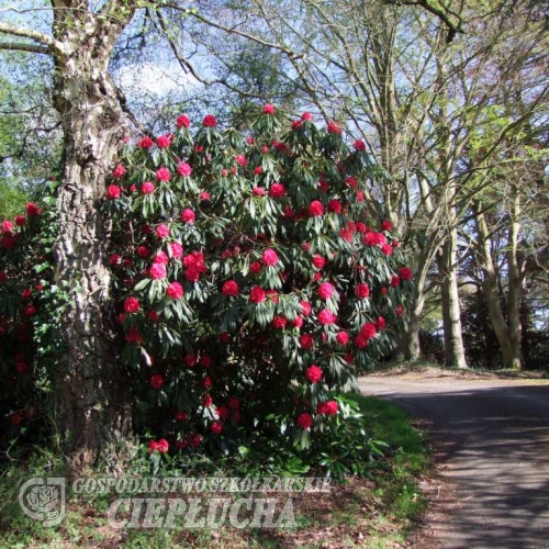 Рододендрон гибридный - Rhododendron sp.  - Rhododendron hybridum