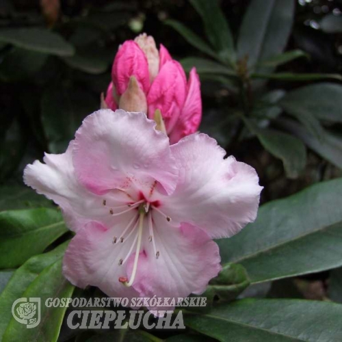 White Pearl -Рододендрон гибридный - White Pearl -  - Rhododendron hybridum