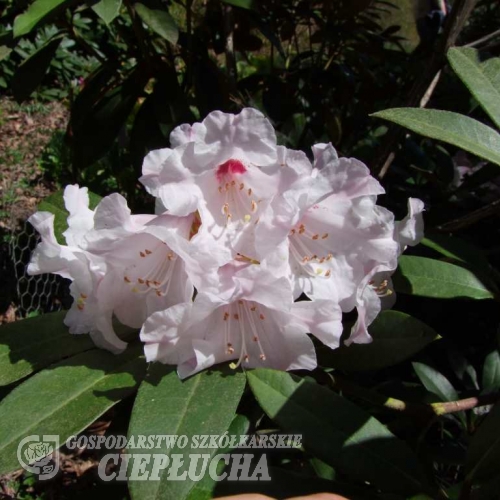 Rhododendron bureavii Robin - różanecznik Bureava - Rhododendron bureavii Robin