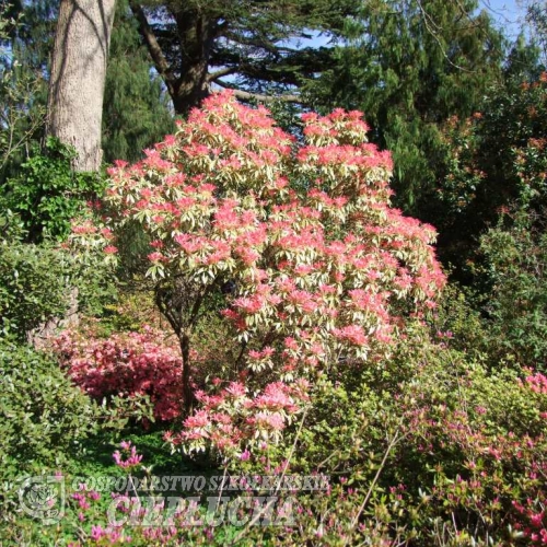 Пиерис японский  'Flaming Silver' - Pieris japonica 'Flaming Silver'