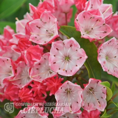 Kalmia latifolia 'Ostbo Red' - kalmia szerokolistna - Kalmia latifolia 'Ostbo Red'
