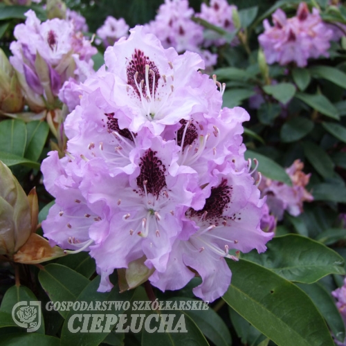 Blue Peter - Różanecznik wielkokwiatowy - Blue Peter - Rhododendron hybridum
