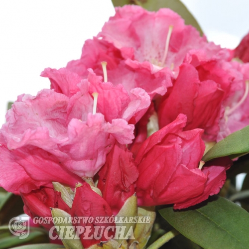 Morgenrot -  różanecznik jakuszimański - Morgenrot - Rhododendron yakushimanum