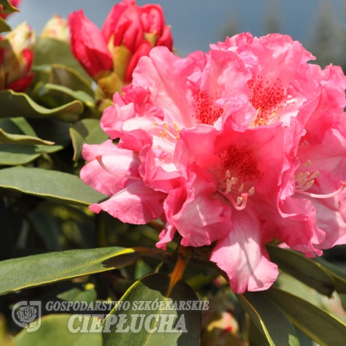 Tina Heinje - różanecznik jakuszimański - Tina Heinje - Rhododendron yakushimanum